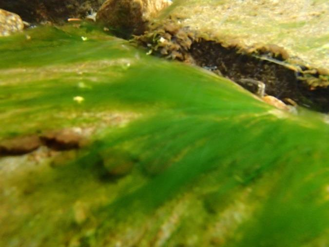 Resultater Biologisk mangfold Det ble registrert fra 2 til 22 ulike taksa av alger (ekskludert kiselalger) på de 31 undersøkte stasjonene.