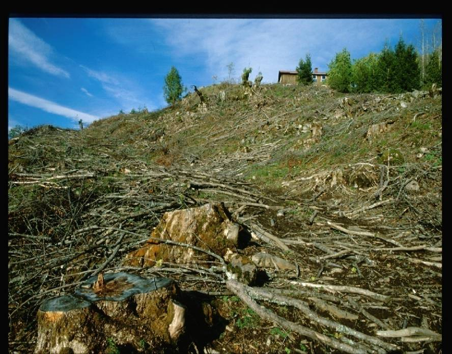 Hva gjør skogbruket med skogen?