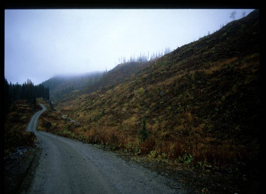 Hva gjør skogbruket med skogen?