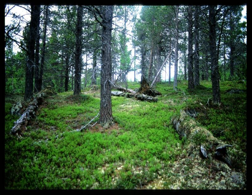 Hva gjør skogbruket med skogen?