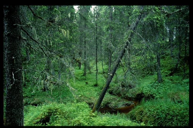 Hva gjør skogbruket med skogen?