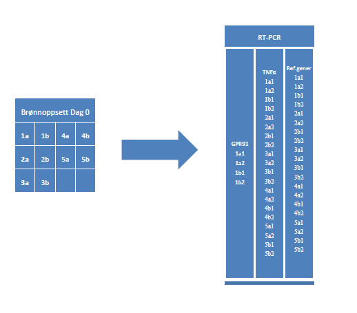 Figur 3 - Oppsettet for dag 0 i suksinatstudien som eksempel på forsøksoppsettene generelt. 1a og 1b er parallelle prøver.