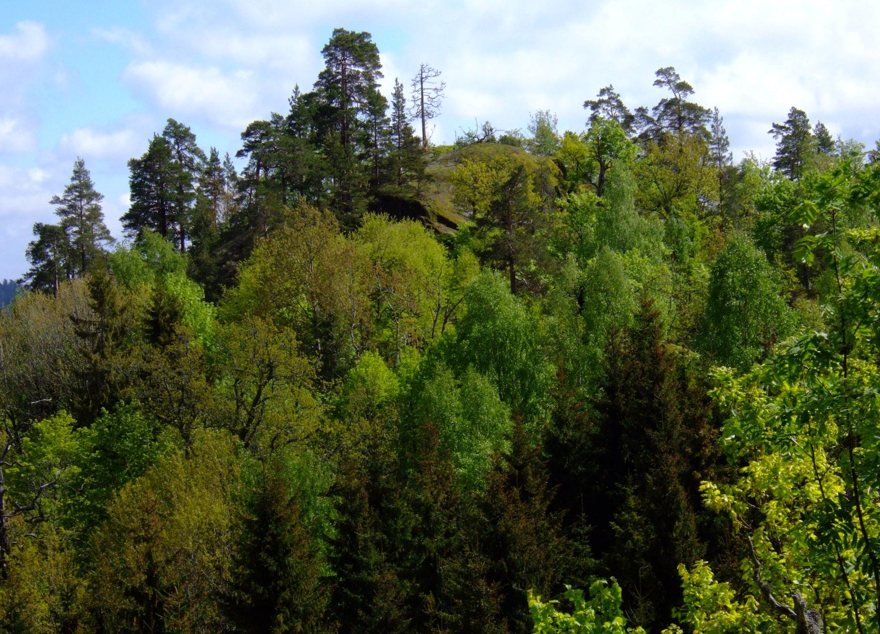 Skogvern som klimatiltak Verdifulle skogtyper for biologisk
