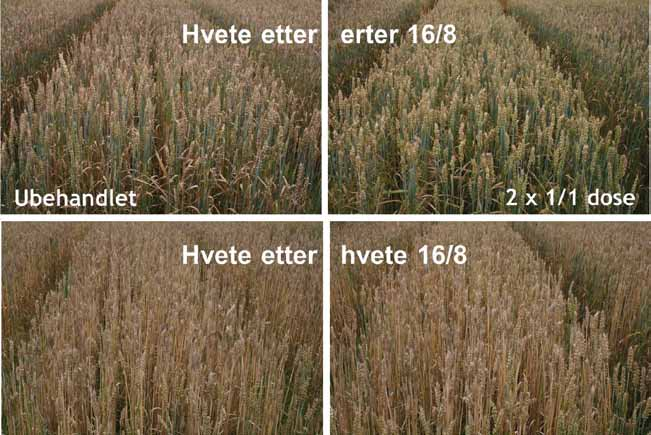 Abrahamsen, U. / Bioforsk FOKUS 7 (1) 109 Korn Bilde 2. Bildet som er tatt på Apelsvoll 16. august, viser stor forskjell på modningen i hveten ved hvete og erter som forgrøde. Foto: Unni Abrahamsen.