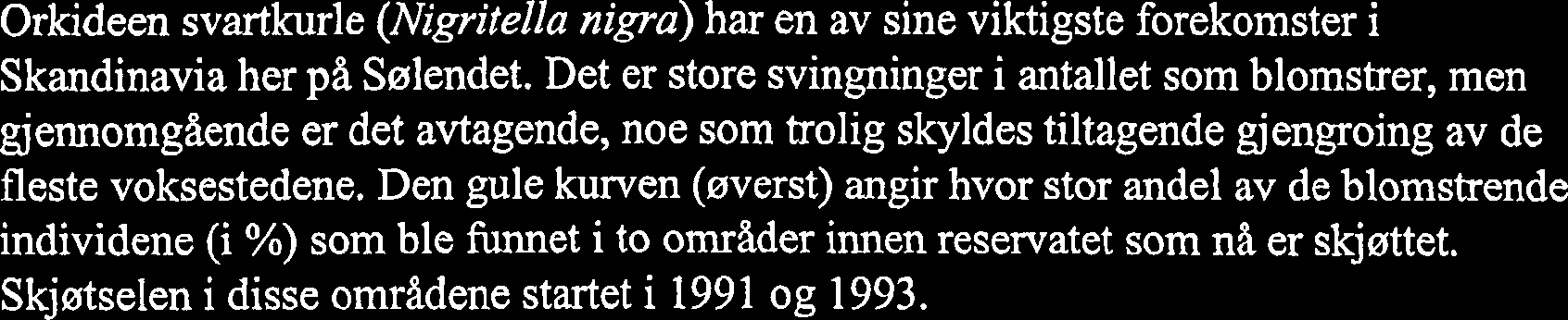 Orkideen svartkurle (Nigritella nigra) har en av sine viktigste forekomster i Skandinavia her på Sølendet.