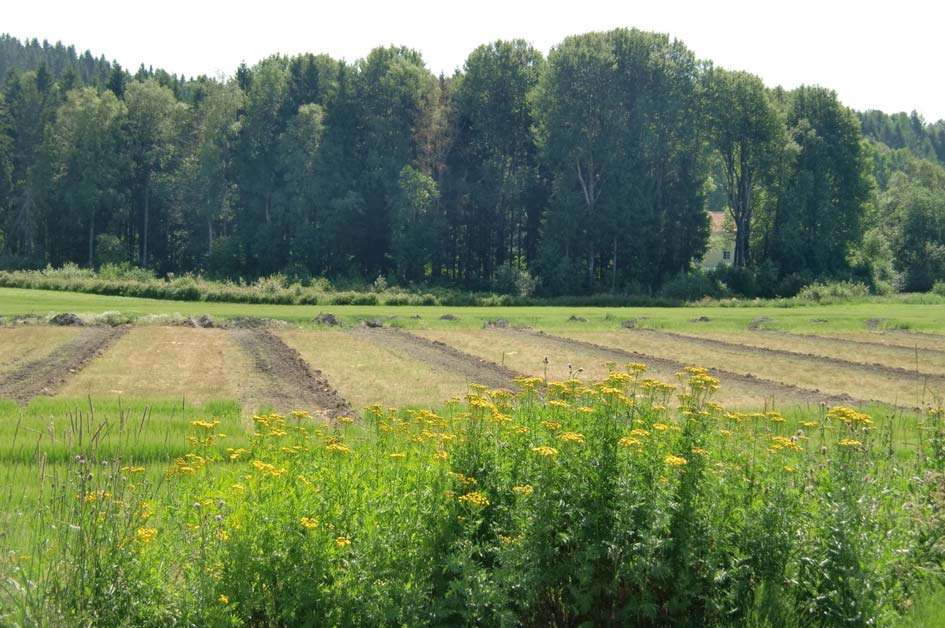 Effekter av jordarbeiding på avrenning av glyfosat og soppmidler på arealer med lav erosjonsrisiko