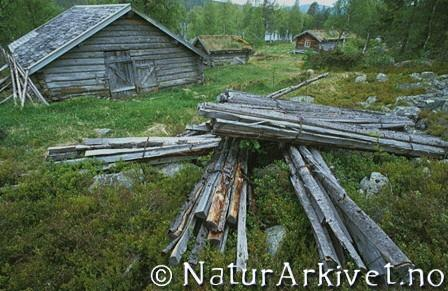 Skjøtsel forts.