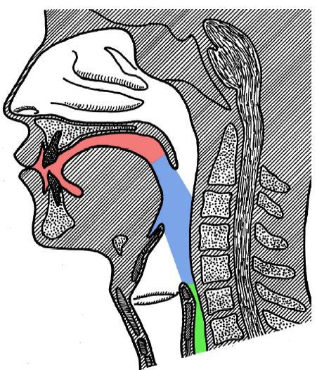 Svelgeprosessen Foto: Hammel Neurocenter 1.