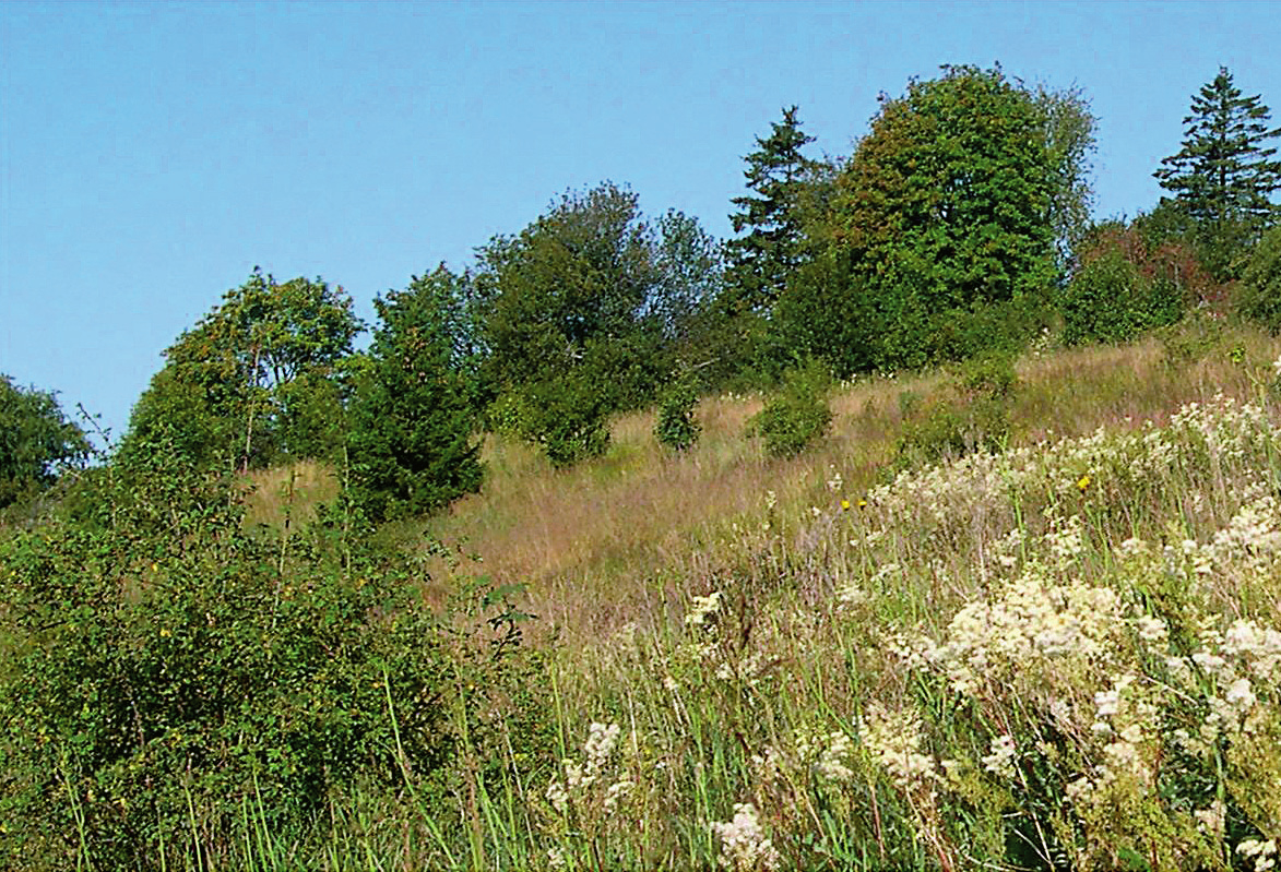 284 Naturen nr. 5 2004 Figur 3: Når området ikke lenger beites eller slås gror det raskt til med høge gras og urter (her mjødurt i forgrunnen), kratt og skog. (Foto: /Line Rosef) beitedyr.