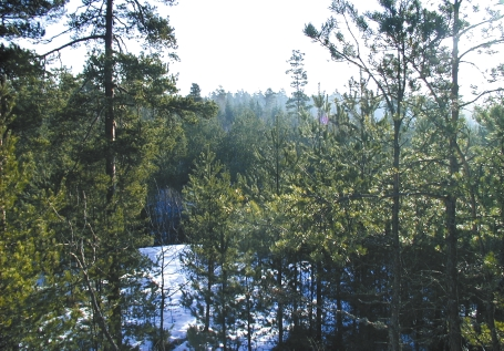 Statistikk over skogforhold og ressurser i Østfold