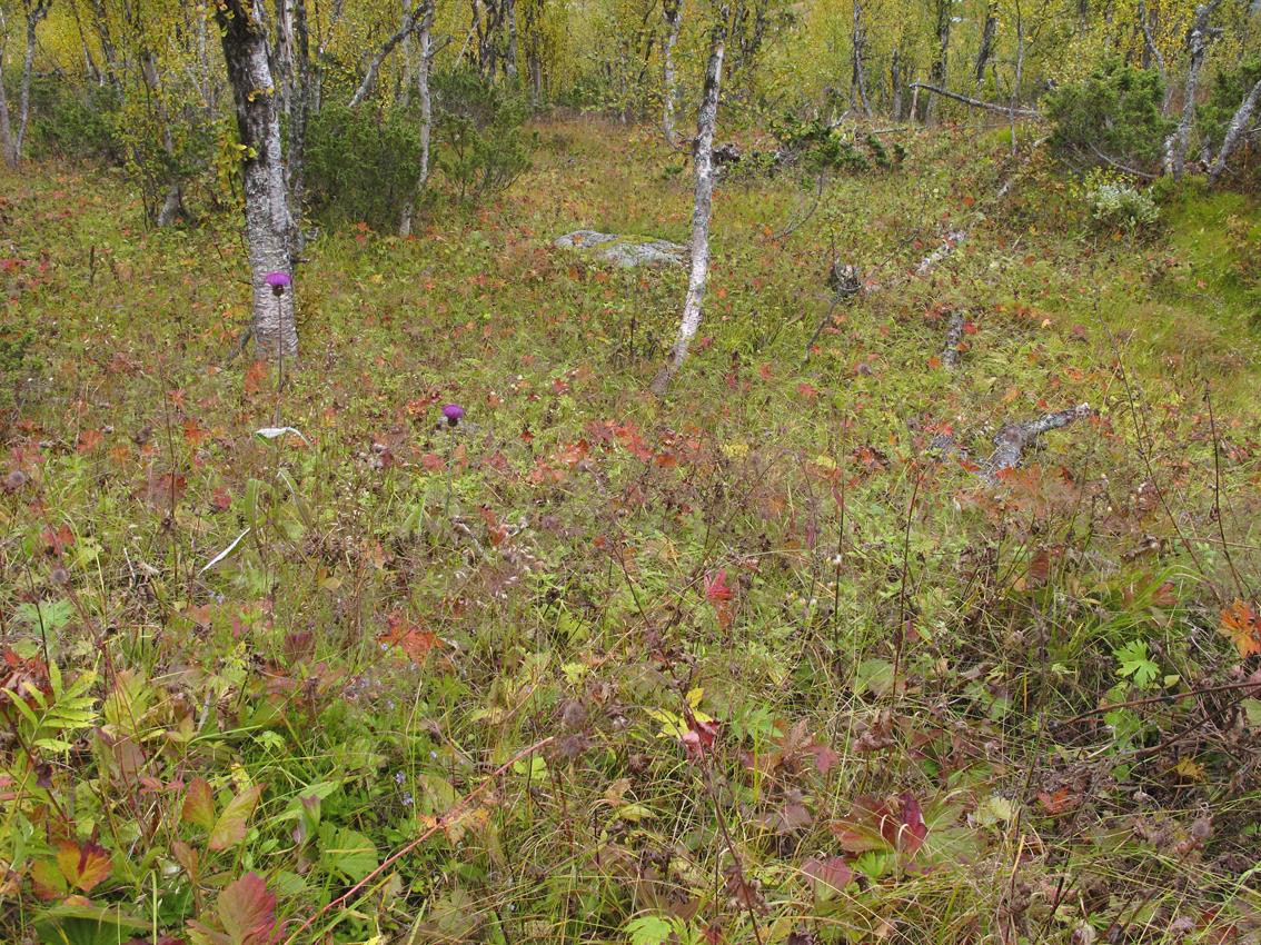 Biologisk mangfold Områdereguleringsplan for Øvre Uvdal reiselivsområde 10 Område 9: (1 lokalitet) Lokalitet Naturtype Djupegrønnuten S (Nr 2 på temakart) Bjørkeskog med høgstauder(95%); viktig