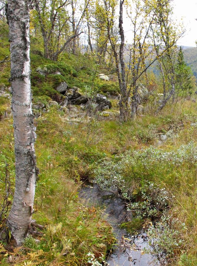 Biologisk mangfold Områdereguleringsplan for Øvre Uvdal reiselivsområde 12 Område 10: (1 lokalitet) Lokalitet Naturtype Uvdal Alpinpark N (Nr 3 på temakart) Bjørkeskog med høgstauder(50%); viktig