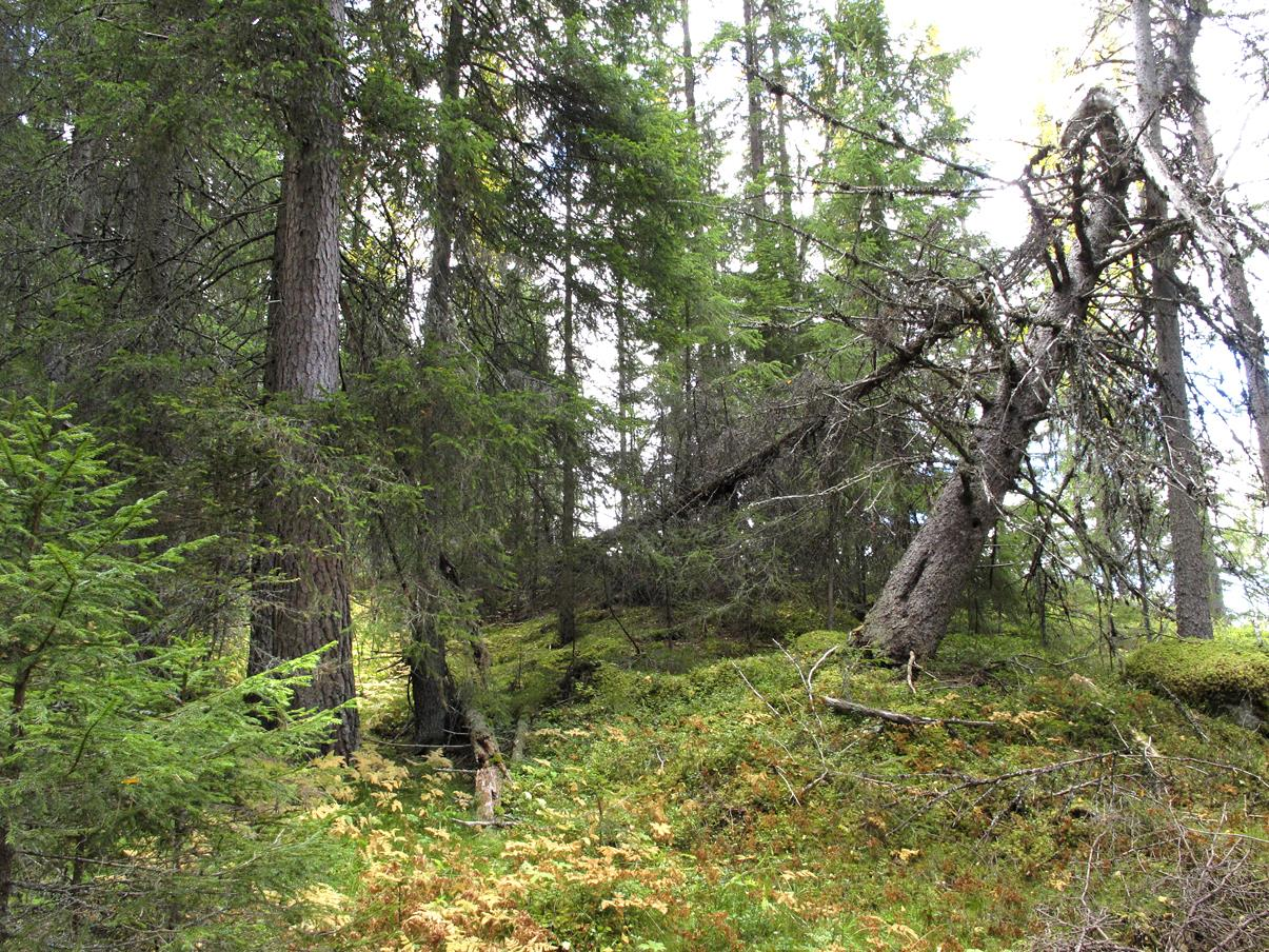 Biologisk mangfold Områdereguleringsplan for Øvre Uvdal reiselivsområde 13 Artsmangfold: Av høgstauder finnes noe tyrihjelm, fjellkvann, sløke, mjødurt og vendelrot, samt nokså mye hvitbladtistel.