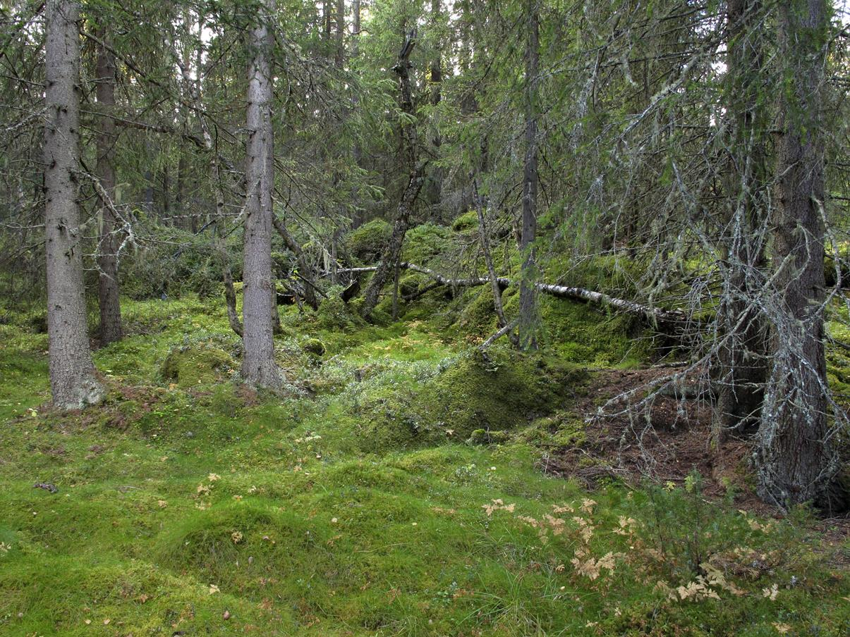 Biologisk mangfold Områdereguleringsplan for Øvre Uvdal reiselivsområde 15 Område 12: (1 lokalitet) Lokalitet Naturtype Utforming Verdisetting Bjørnebekk NØ (Nr 5 på temakart) Gammel barskog Gammel