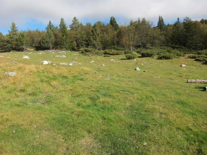 Både skogbunnen og stammene er ofte ujevn(e), med gode mikrobiotoper for mange arter. Skogbunnen har høye, velutviklede mosesjikt. I nordvest er grensen satt ved et mindre granplantefelt.