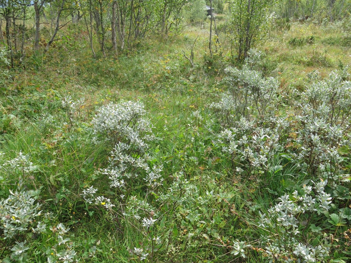 Biologisk mangfold Områdereguleringsplan for Øvre Uvdal reiselivsområde 30 naturtypelokalitet). Høgstaude- og lågurtbjørkeskog er dominerende vegetasjonstyper med innslag av rike sig- og rikmyr.