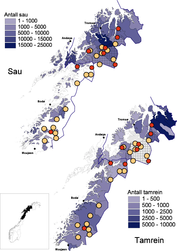 Figur 6-17: Dagens forekomst av rovdyr, sau og tamrein i region 5. Bare sau fra brukere som er medlem i ordningen «organisert beitebruk» er representert.