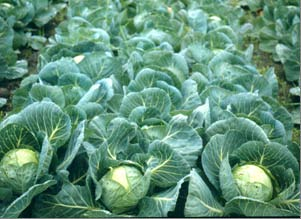 Forskningsprosjektet Utgangspunkt i problemstillinger for jordbruket i området: - Potet- og grønnsaksproduksjon med stort