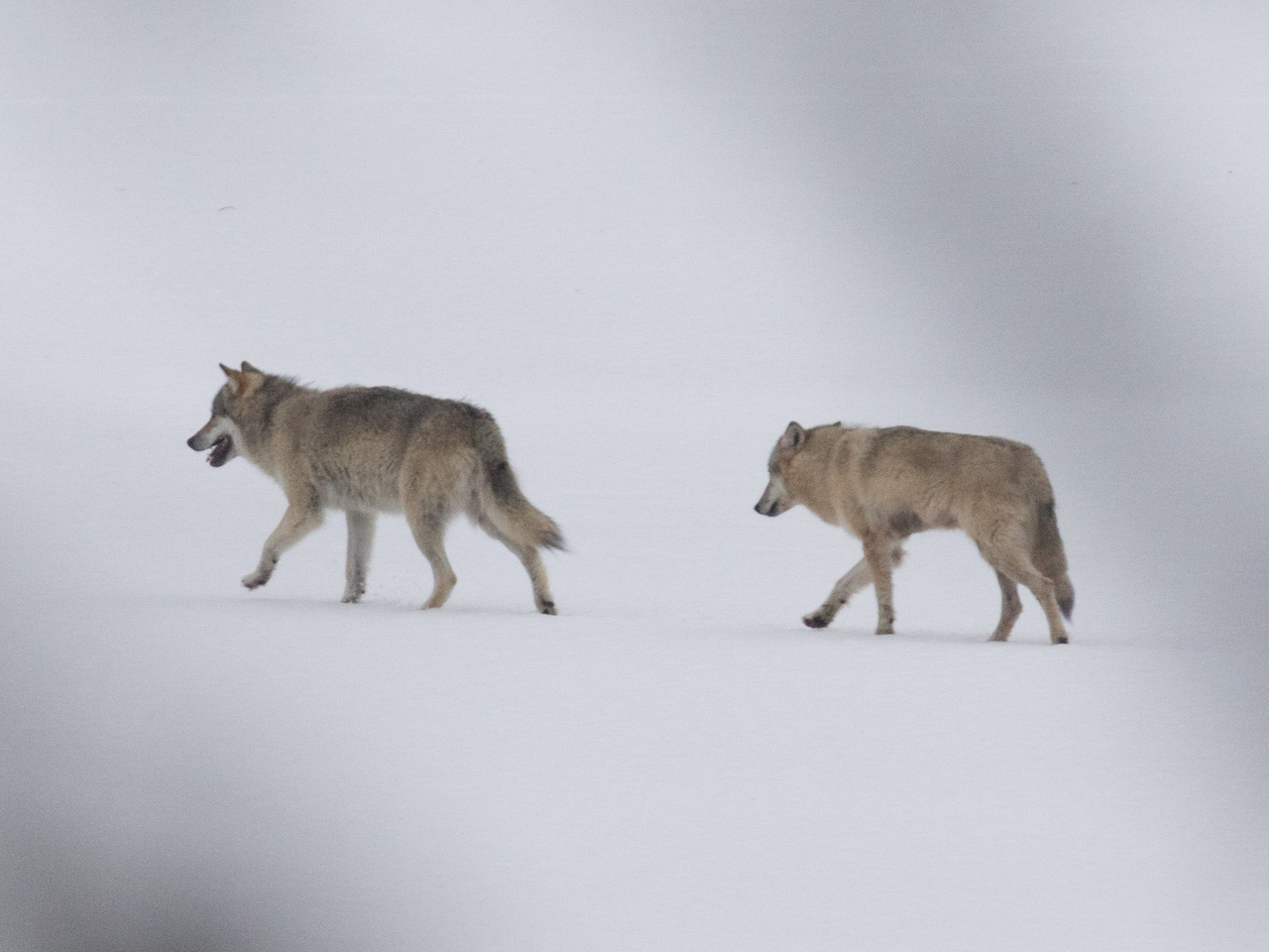Bestandsovervåking av ulv vinteren 2015-2016 Inventering av varg vintern 2015-2016