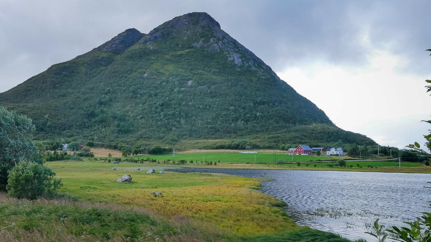 Figur 2. I våtmarka i sørenden av Langvatnet ved Straume i Bø kommune, Nordland, er svarthalespover påvist i hekketida ved flere anledninger.