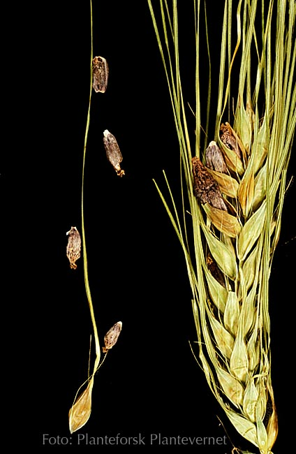 Mjølauke (Claviceps purpurea) Vertplanter Rug, bygg (hvete, grasarter) Symptomer og biologi Hvileknoller (sklerotier) dannes i stedet for korn i akset, de følger med avlinga (såkorn) eller faller på