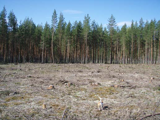 Området Planområdet måler omtrentlig 400 dekar i flatemål er lokalisert i et område sør i Nissedal kommune.