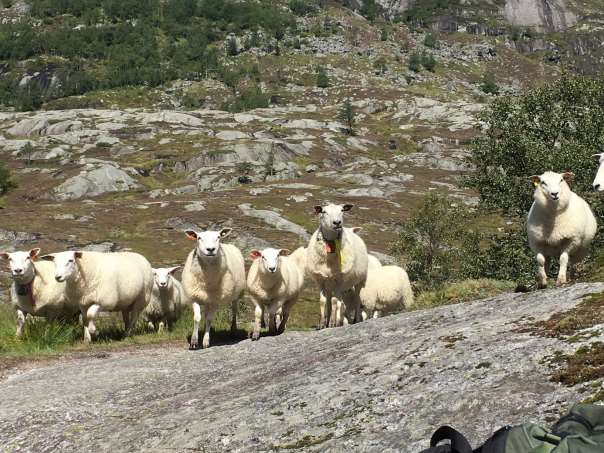 Rettleiingshefte for Tilskot til organisert beitebruk i Regionalt miljøprogram for Rogaland 2016 NB! Ny søknadsfrist er 15.