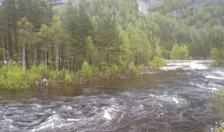 Både trær og busker vokser ut i flomsonen og