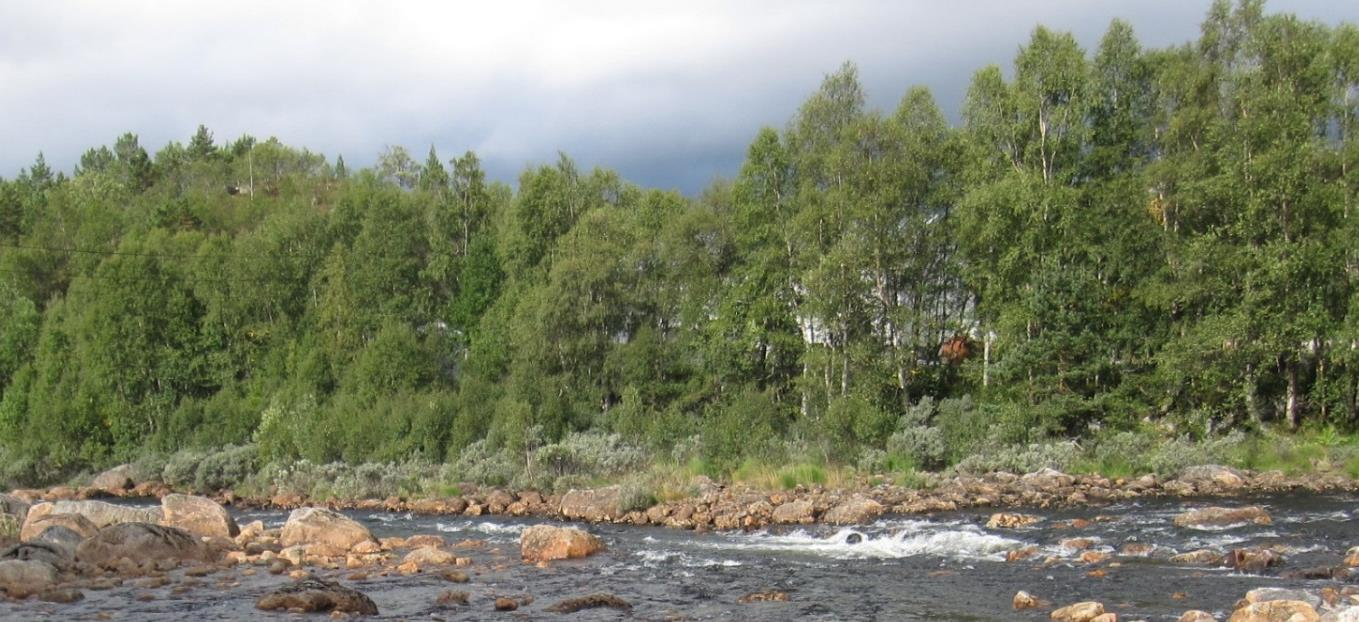 Figur: Bildet viser vegetasjon i flomsonen på vestlig side av elven. Vurdering av tiltak Foreløpig er trærne på østlig side tettere og høyere enn på vestlig side.