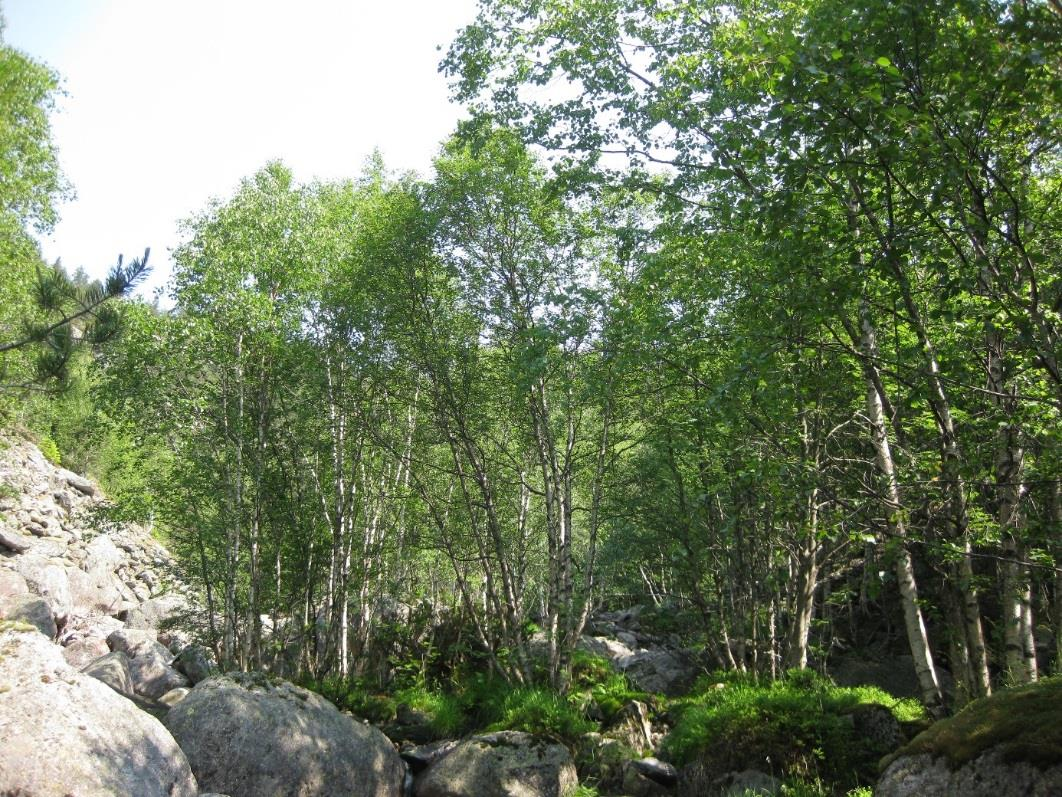 Figur: Bildet viser vegetasjon i