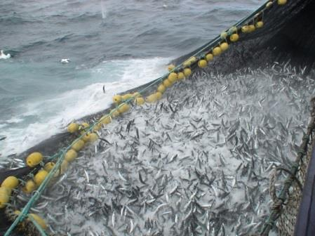 I notfiske er «slipping» en vanlig metode for fangstregulering Slipping kan medføre redusert fiskevelferd og dødelighet Slipping må skje i tidlig fangstfase mens fiskens velferd fortsatt er