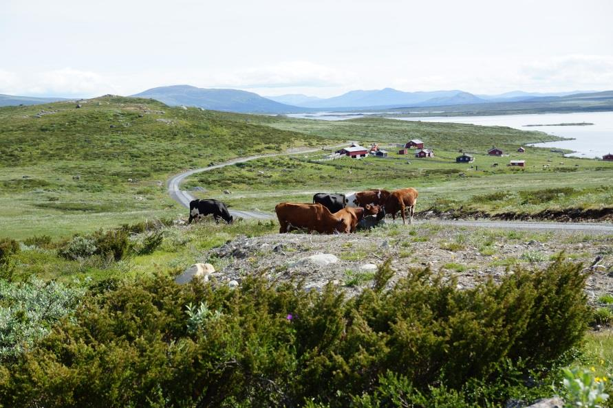 Oppsummert: Beitenæringa i Valdres er viktig! Verdi av foropptaket til beitedyra: Kr.