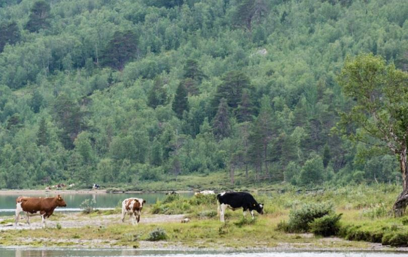 På utmarksbeite i Valdres: 36 200 søyer og lam (15 % av sau i Oppland) 4 200 mjølkekyr og ammekyr (23 % av storfe i Oppland) 5 100 storfeungdyr (20 % av ungdyr i Oppland) 2 730 geiter (46 % av geit i