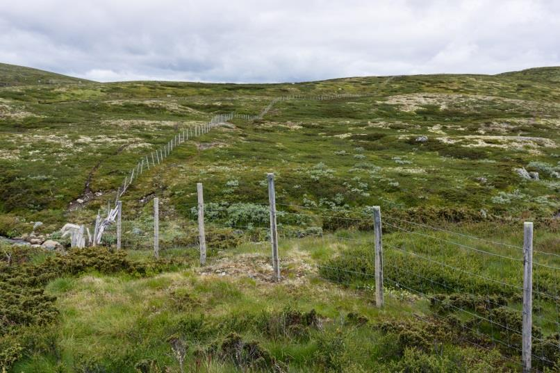 18 beitelag i Valdres God oppslutning blant saueprodusenter, mindre/varierende oppslutning blant storfeprodusenter Antall lag med sau og storfe