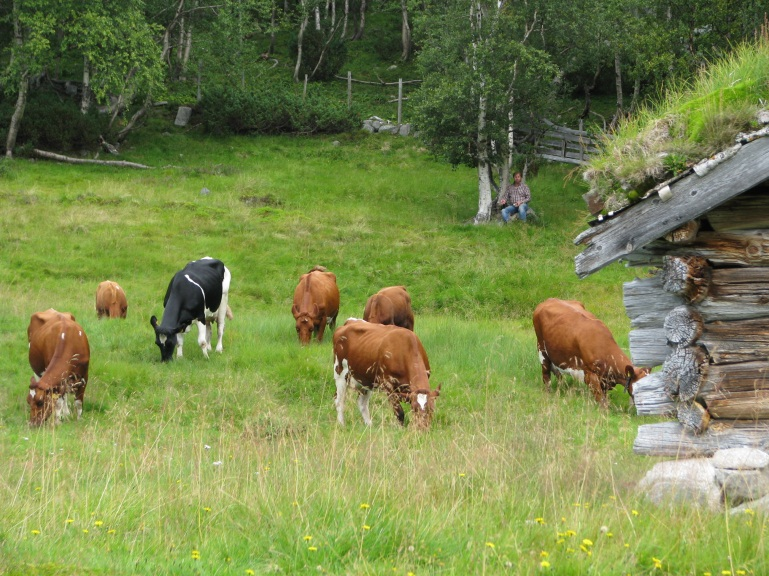 Mål og tiltak beiteplan 2009 Tiltaksdelen ble delt i 4 hovedområder: Arealforvaltning - mål: Ivareta de mest optimale beiteproduserende areal for framtidig beitebruk.