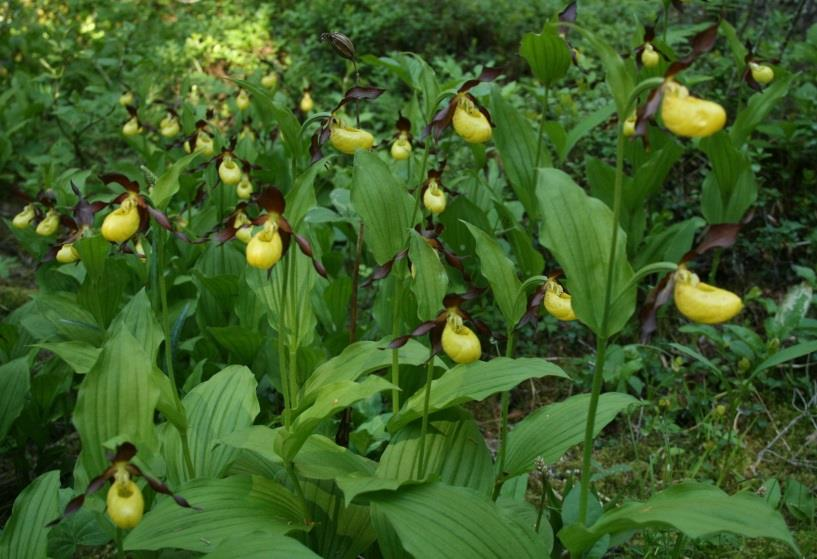 NOEN FAKTA Finnsåsmarka naturreservat, Snåsa kommune Finsåsmarka er et kalkskogområde, som er kjent og beskrevet helt fra 1940-årene.