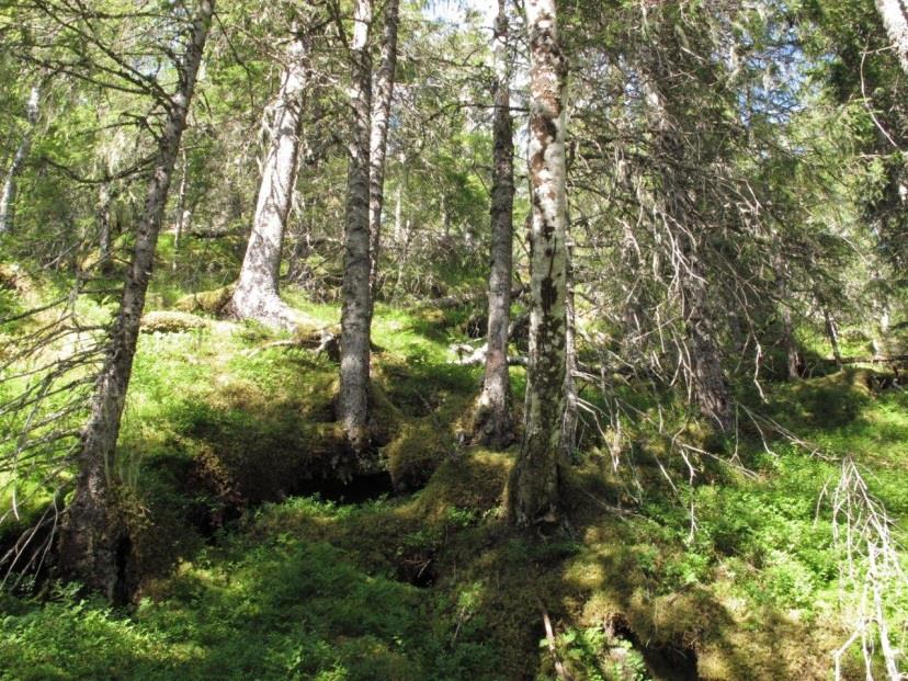 Oksdøla naturreservat, Namdalseid kommune Området er en boreal regnskog med bl.a gullprikklav, trønderflekklav og brun korallav.