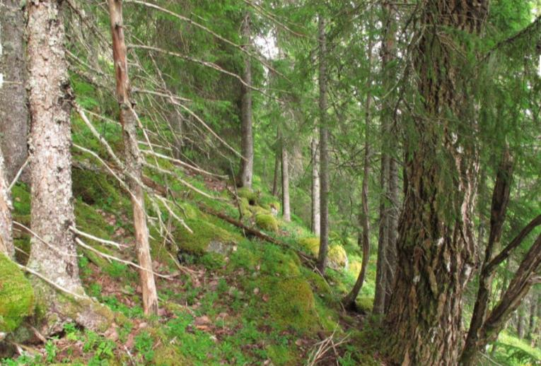 Hemna naturreservat, Namdalseid og Namsos kommuner Området går fra sjø til fjell med boreal regnskog, bekkekløfter, boreal lauvskog og spesielt gammel skog i de høyereliggende delene av området.