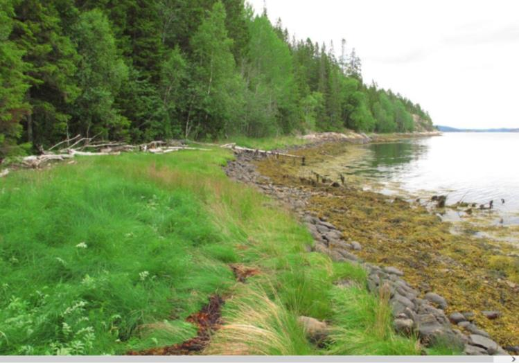 Herunder er det svært fuktige skoger i form av med boreal regnskog med gullprikklav, huldrelav, meldråpelav og mye granbendellav. Deler av området har urskog/naturskogdynamikk.