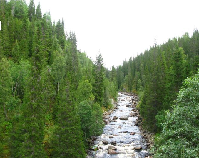 Storåa naturreservat, Lierne kommune Storåa er ei dyp bekkekløft med store naturverdier, spesielt mht. gammel, fuktig granskog.