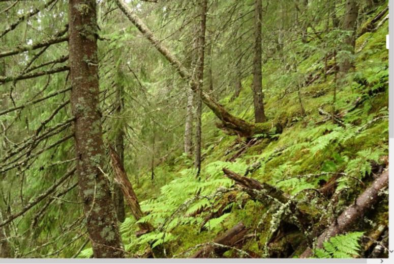 Hemrasmarka naturreservat; Stjørdal kommune Hemrasmarka er et spesialområde, med rik vegetasjon, rike skogtyper, og noe boreal regnskog.