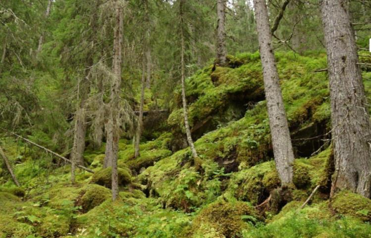 Det inngår også kalkrike bergvegger, og skogkledd storsteinet blokkmark. En rekke regionalt og nasjonalt sjeldne arter er registrert, spesielt knyttet til lågtliggende skog med høy luftfuktighet.