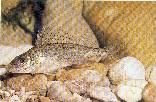 Arter med forekomst på dypt vann eller med pelagisk levevis Lake: Rovfisk og bunnfisk på dypt vann.