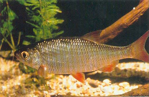 dl l f / bkk i f Laue: Viktig byttefisk med store bestander utenfor vegetasjonsbeltet, ofte i vann med lavt