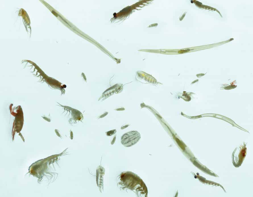 KAPITTEL ØKOSYSTEM BARENTSHAVET HAVETS RESSURSER OG MILJØ Dyreplankton er en samlebetegnelse på mange ulike virvelløse dyr som i hele eller av deler av livssyklus befi nner seg i de frie vannmassene.
