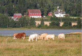 Fremmede arter Langs grensa for reservatet vokser det enkelte steder plantearter som ikke forekommer naturlig viltvoksende i Norge.