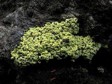 Foto: Geir Arnesen To arter i gråmoseslekta, nemlig bekkegråmose (Racomitrium aquatilis) og buttgråmose (Racomitrium aciculare) ble også observert på oversilte berg.