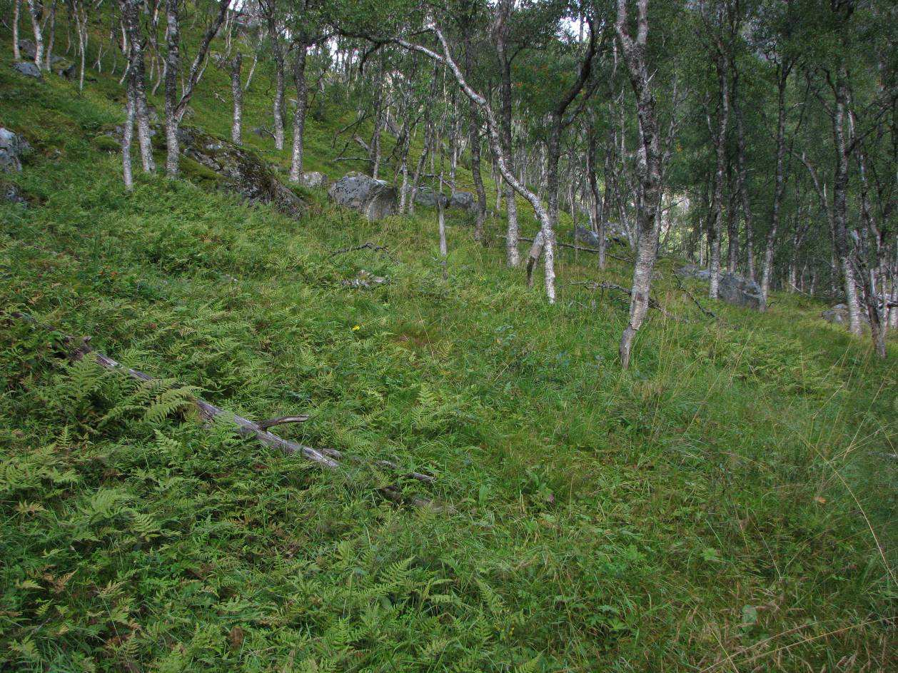 Biologisk mangfold som ble utarbeidet i forbindelse med kartleggingen av biologisk mangfold i kommunene og utgitt i ny utgave i 2006, samt rapporten Truende vegetasjonstyper i Norge utarbeidet av