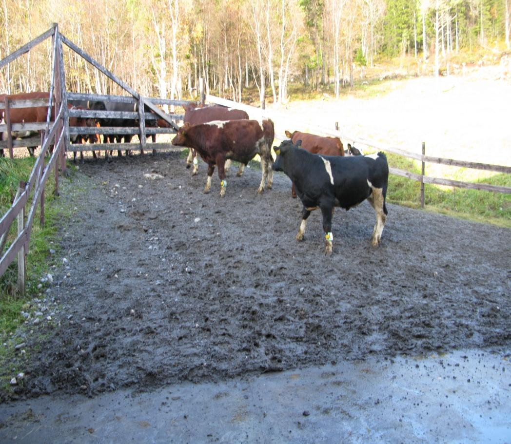 Anbefalt bruk Ved daglig bruk, minimum 30 min hver gang. Ved bruk 2-3 ganger i uka, 1-2 t hver gang. I båsfjøs bør man etterstrebe minst 30 min daglig utegang.