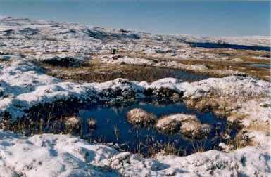 PALSMYR Blandingsmyr med torvhauger (palser) med en kjerne av torv og islinser som holder seg frosset gjennom hele sommeren - permafrost. Palsene kan være fra noen desimeter til 6-7 meter høye.